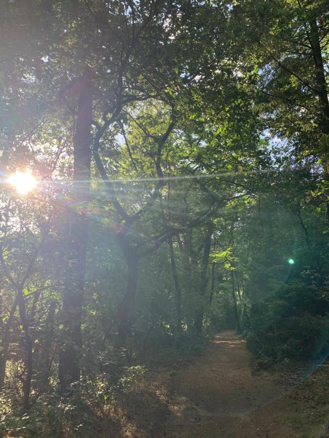 Bonte Specht: Tot Rust Komen In De Natuur! 欧特罗 外观 照片